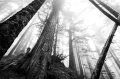 shore-inset-lg_005.webp